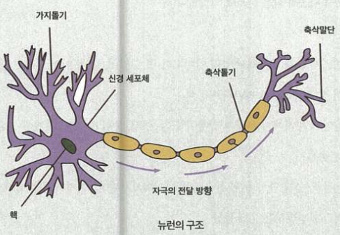 신경망 구조